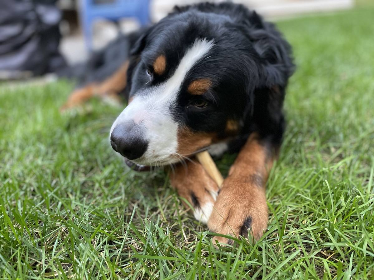 Close-up of a dog's paws on grass