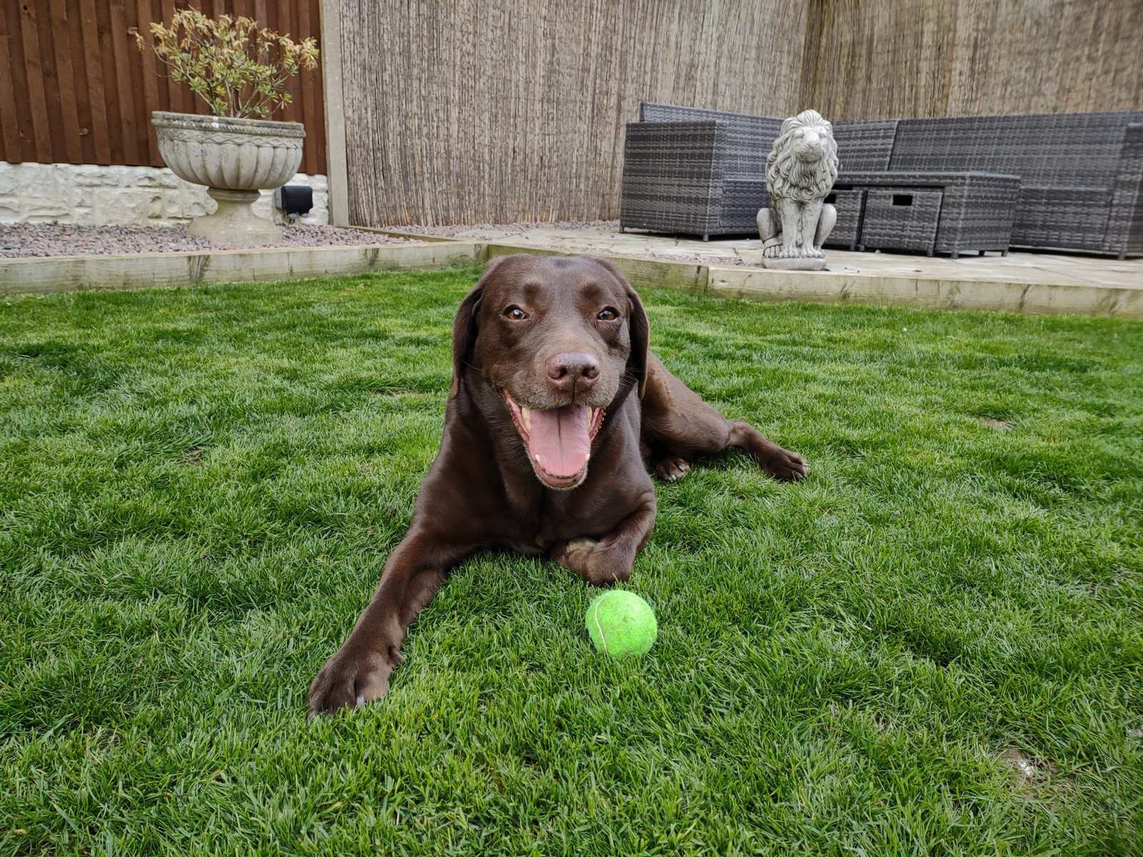 A chocolate Labrador lying on a clean green lawn with a tennis ball